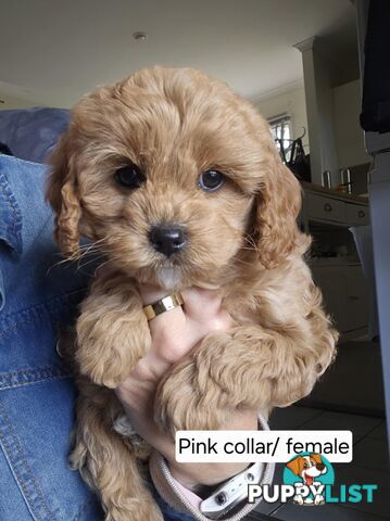 Beautiful Cavoodle Puppies for Sale