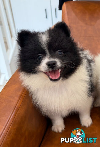 Pomeranian puppy