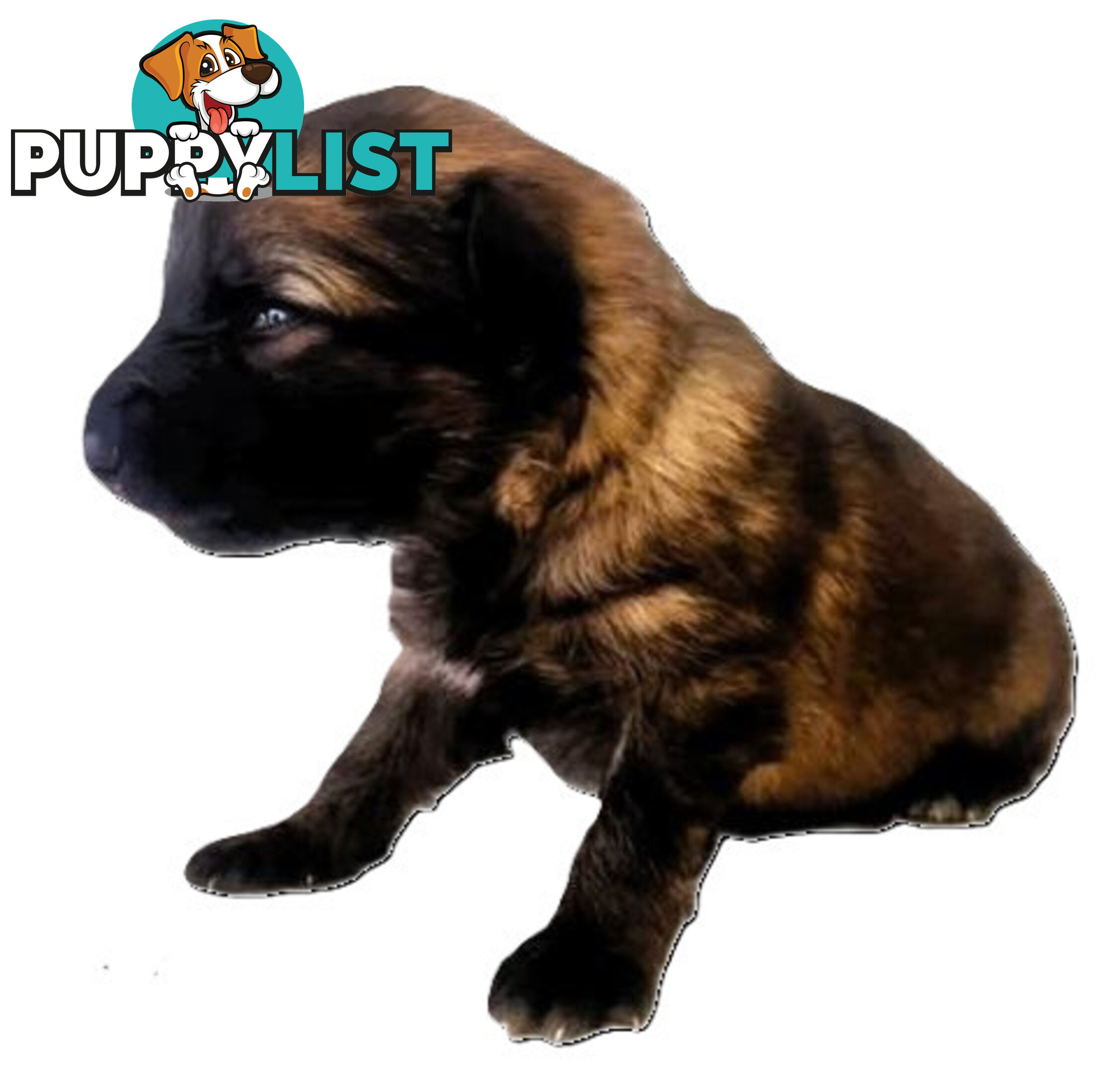 GUARDIAN GERMAN SHEPHERDS
