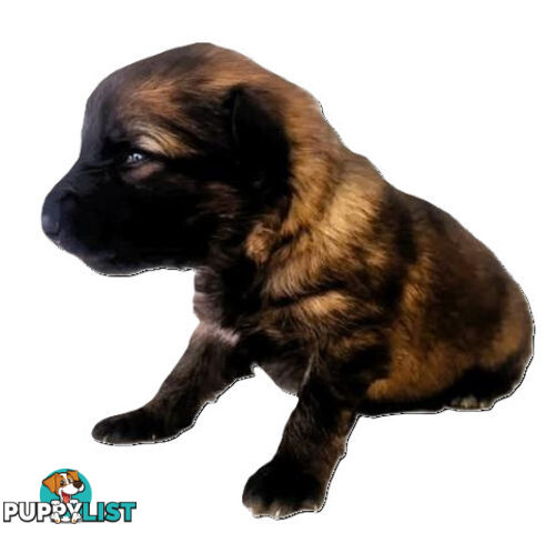 GUARDIAN GERMAN SHEPHERDS