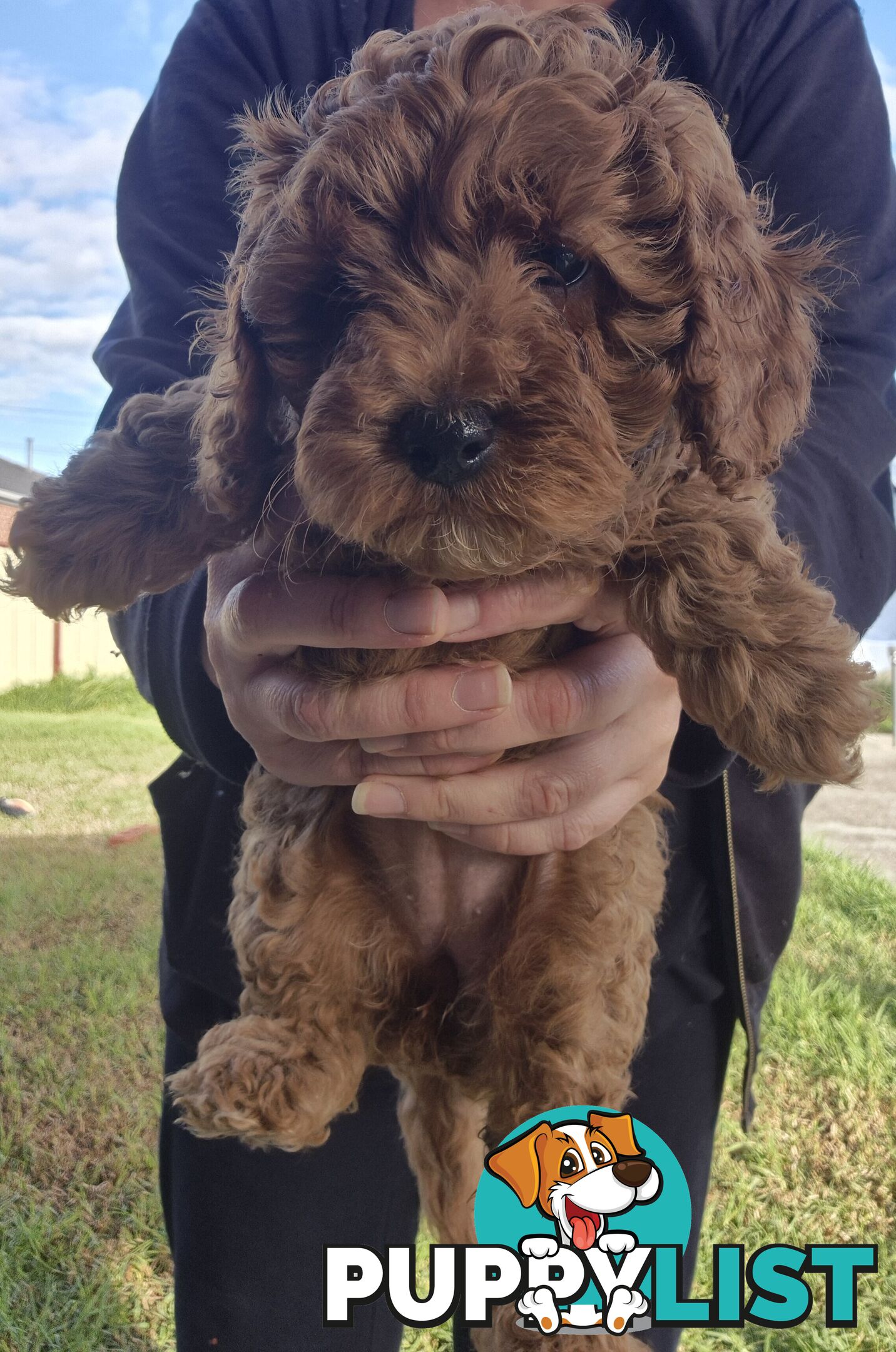Cavoodle puppies for sale 8 weeks old now