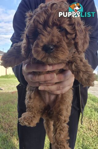 Cavoodle puppies for sale 8 weeks old now