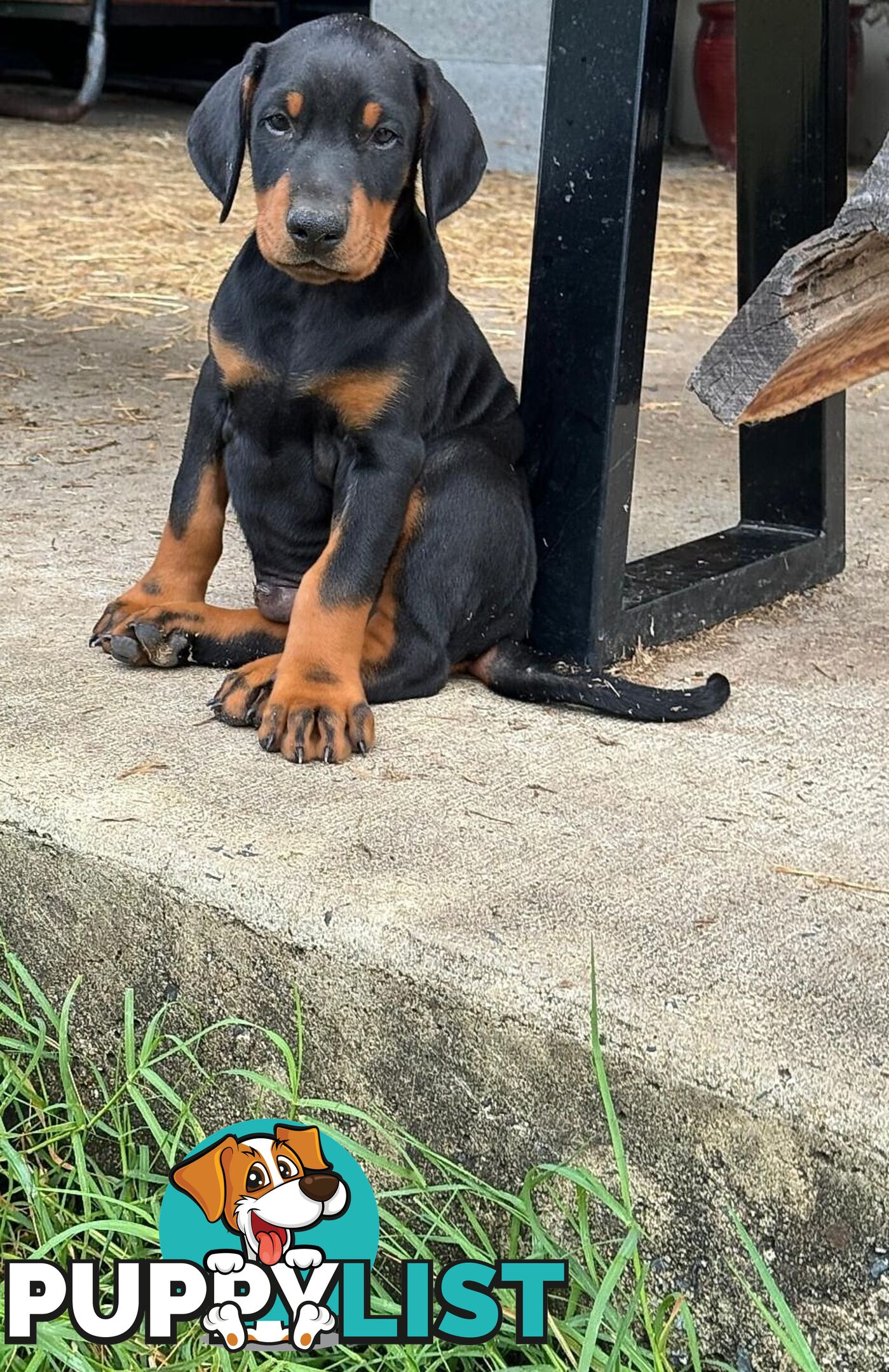 Doberman Puppies Ready now !