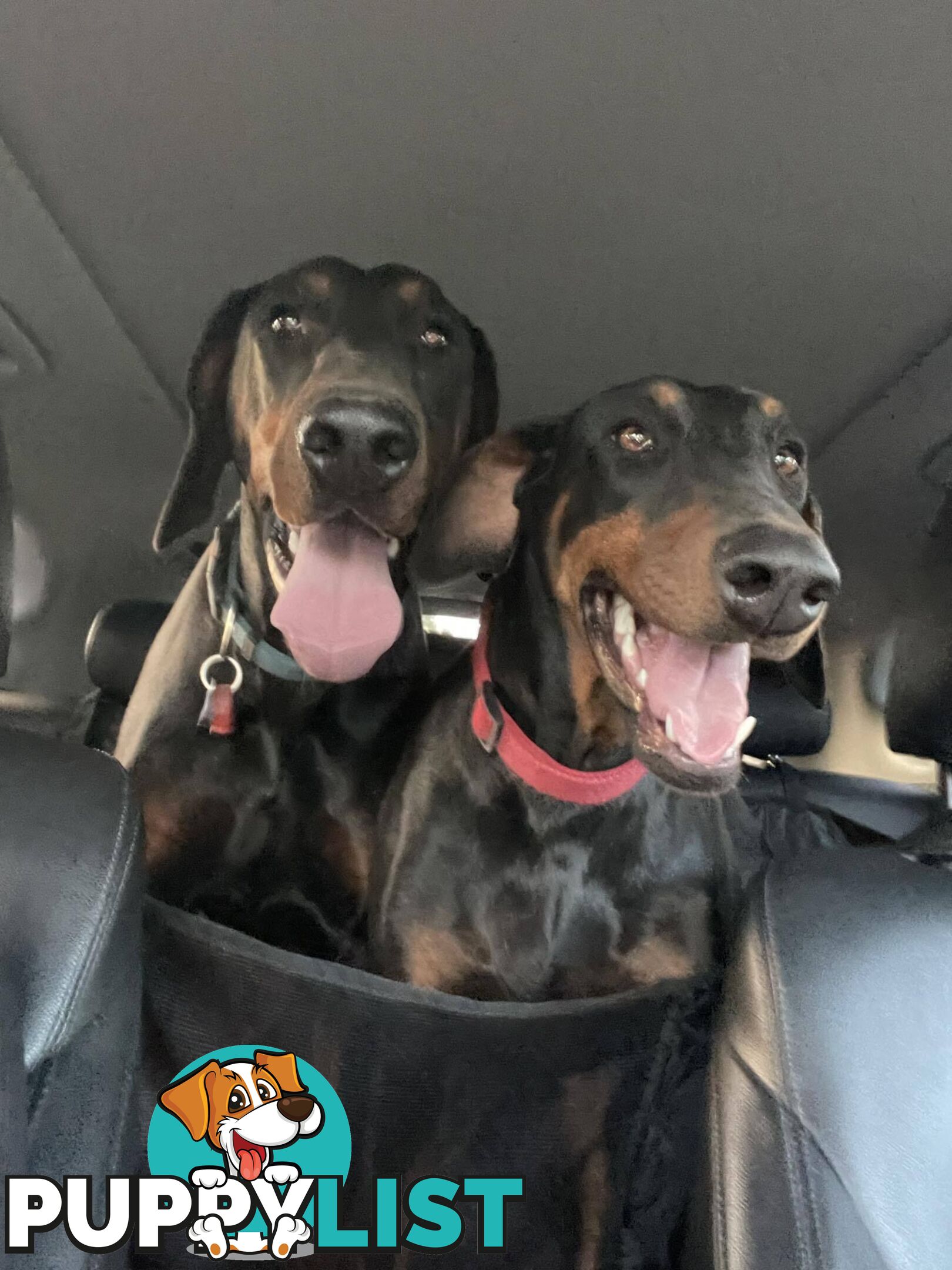 Doberman Puppies Ready now !