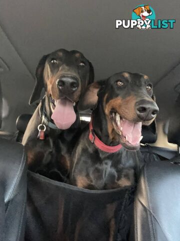 Doberman Puppies Ready now !