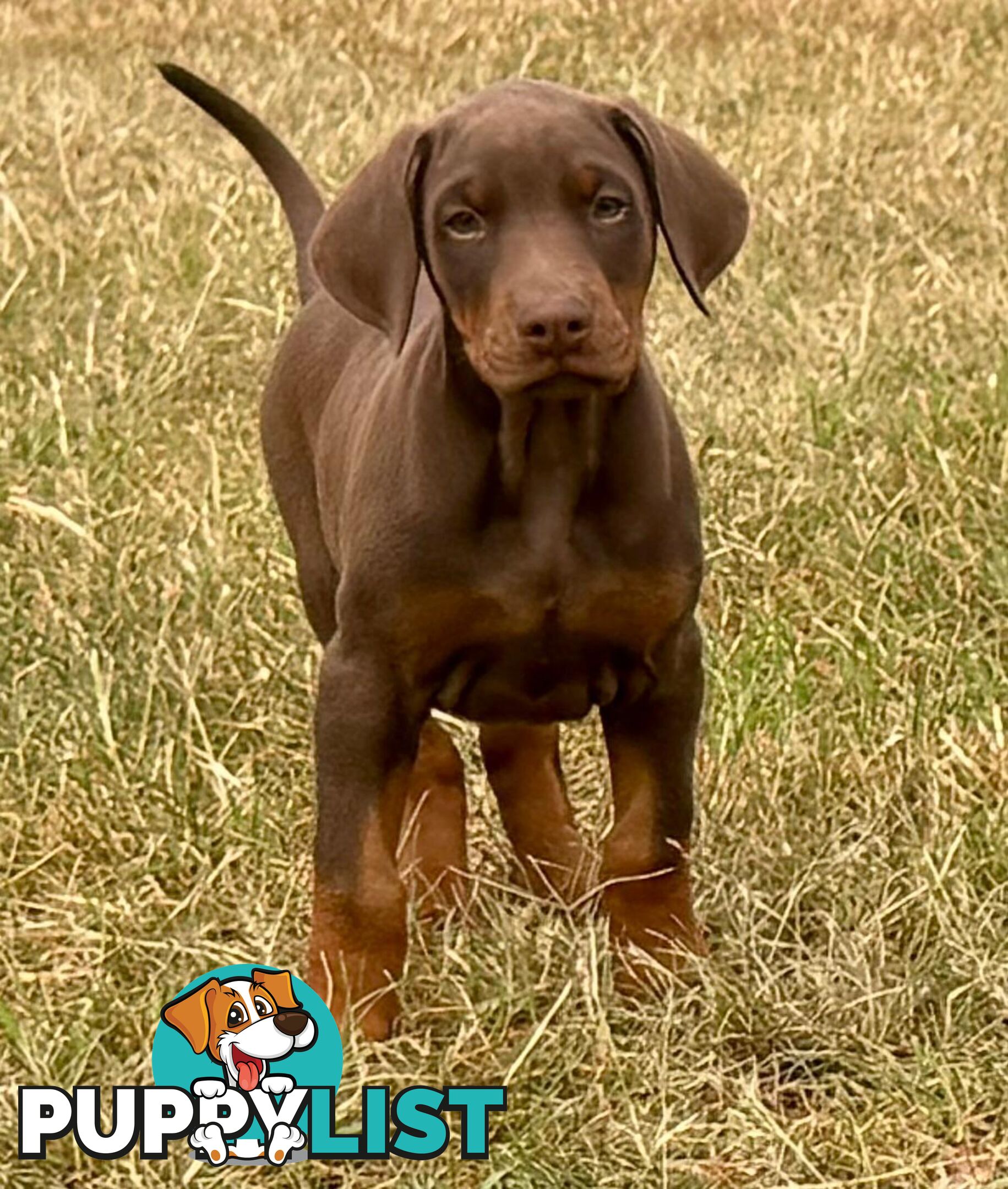 Doberman Puppies Ready now !