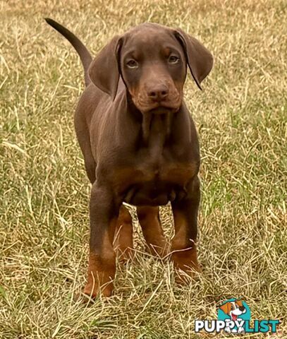 Doberman Puppies Ready now !