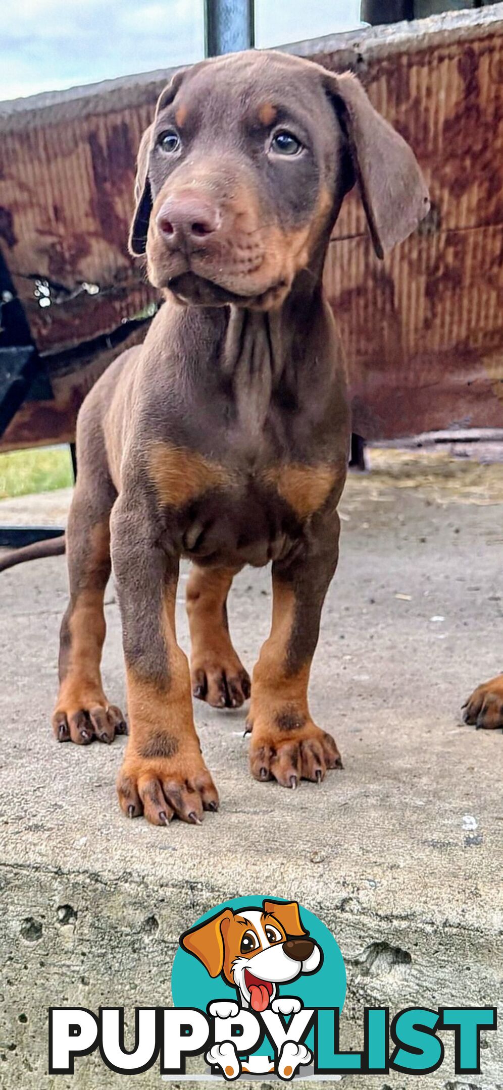 Doberman Puppies Ready now !