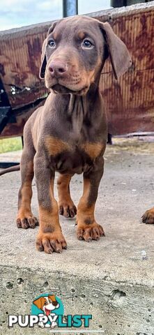 Doberman Puppies Ready now !