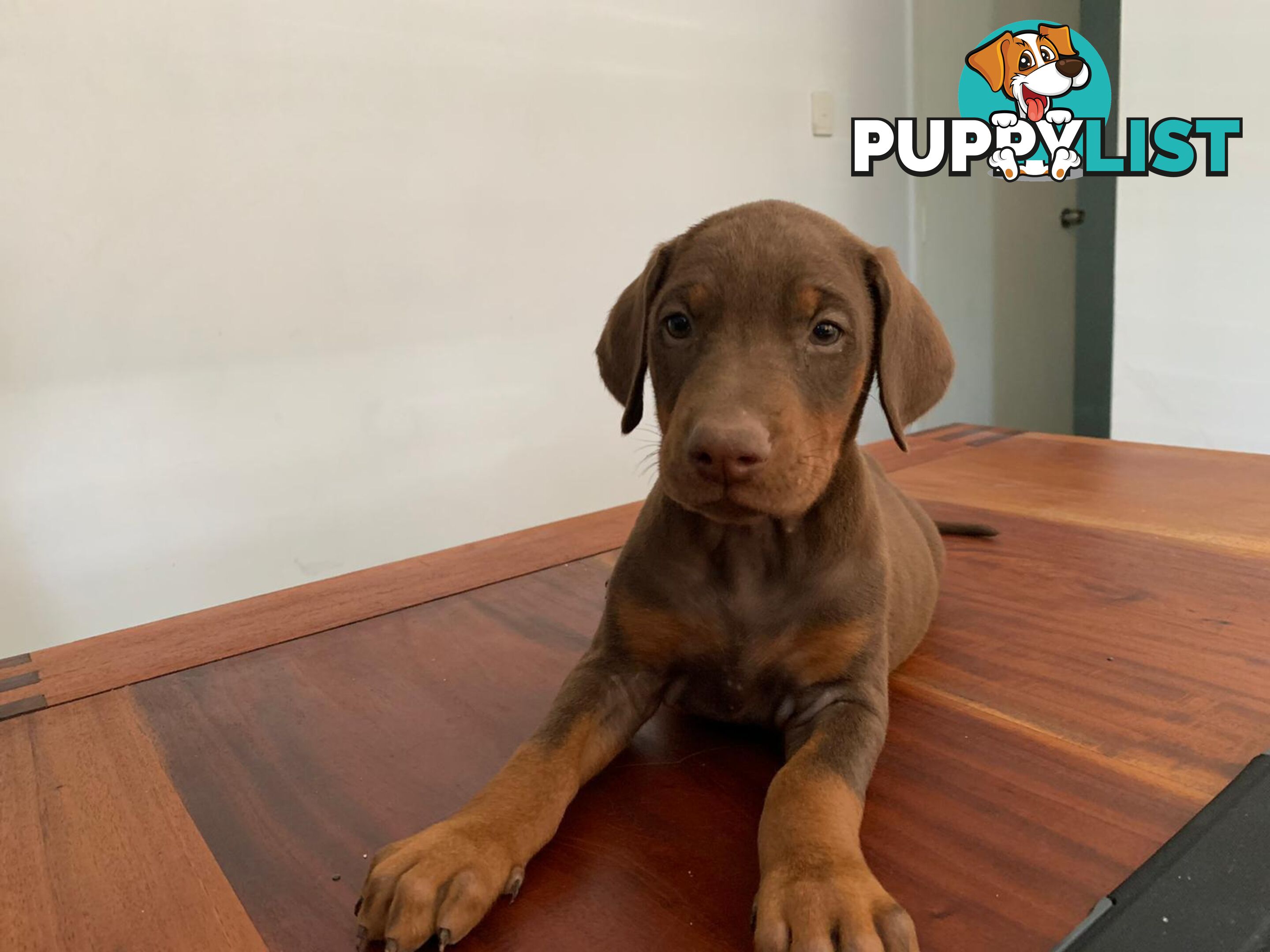 Doberman Puppies Ready now !