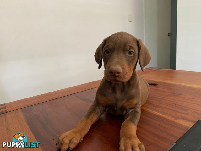 Doberman Puppies Ready now !