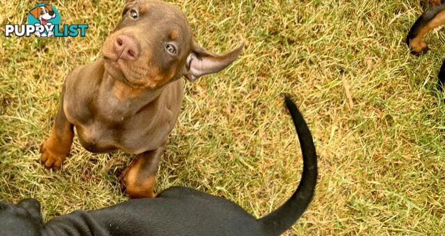 Doberman Puppies Ready now !