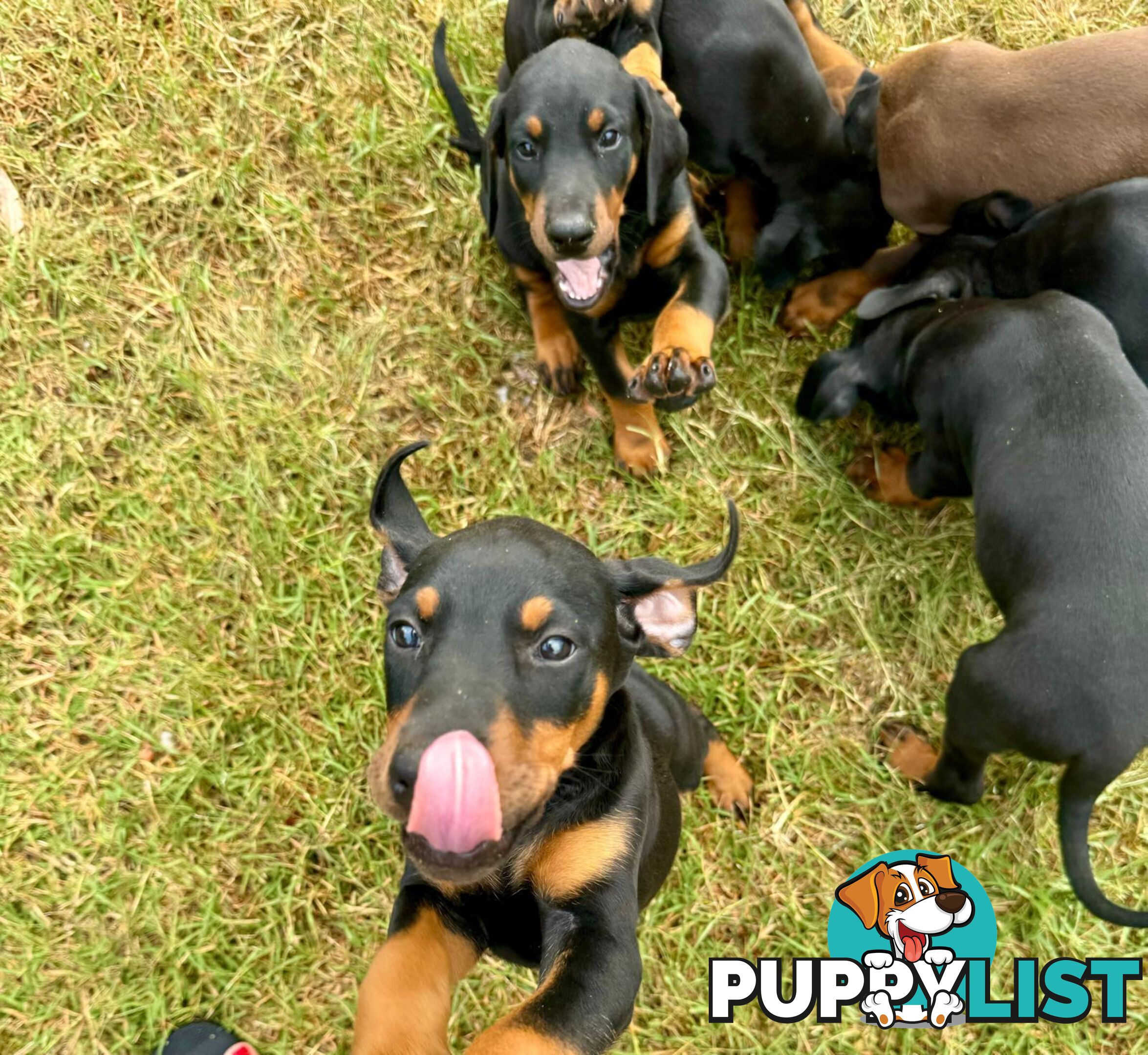 Doberman Puppies Ready now !