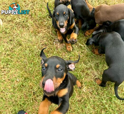 Doberman Puppies Ready now !