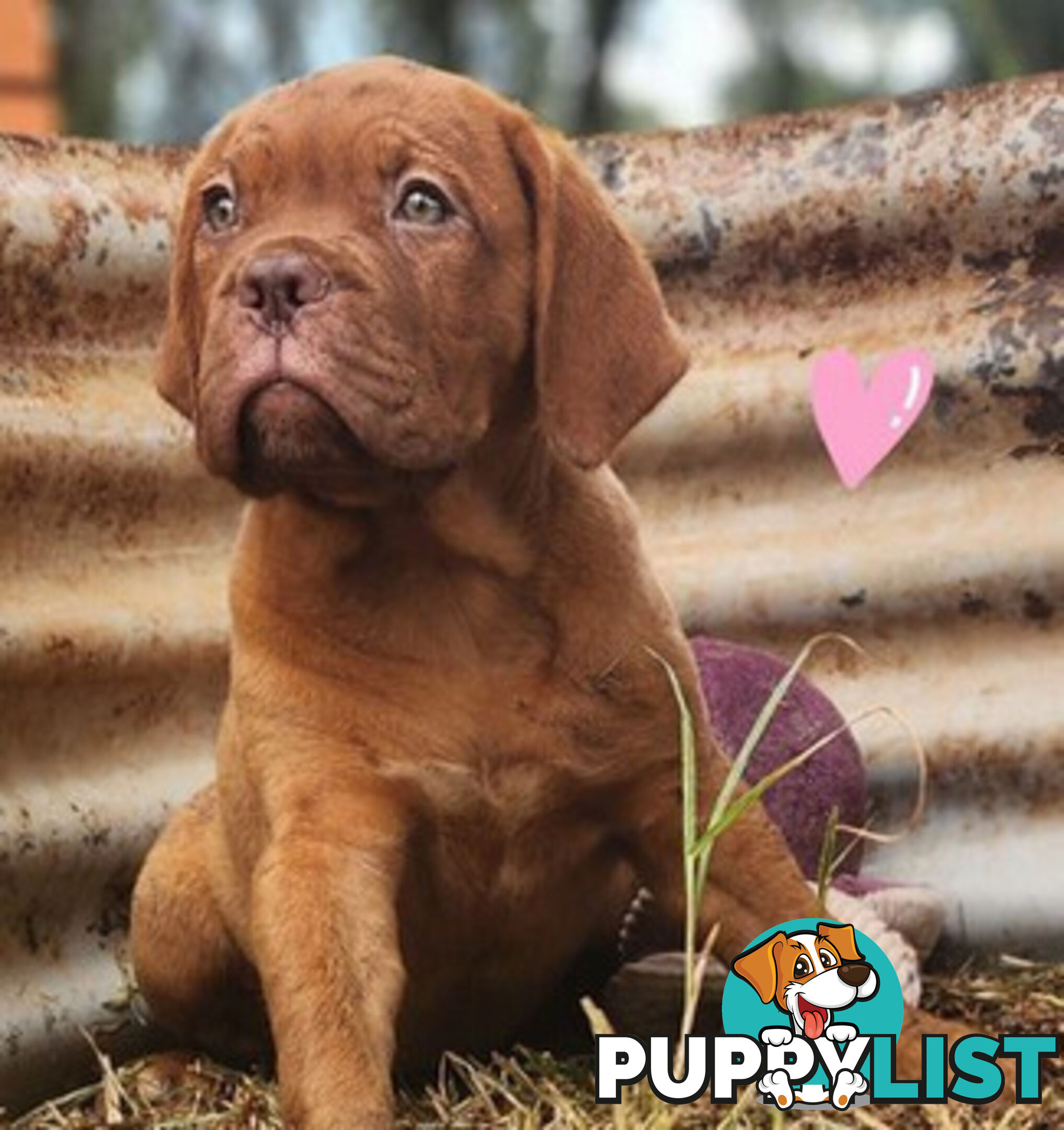 Dogue de Bordeaux puppies MALE AND FEMALE