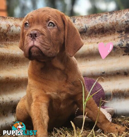 Dogue de Bordeaux puppies MALE AND FEMALE