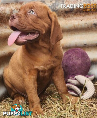 Dogue de Bordeaux puppies MALE AND FEMALE