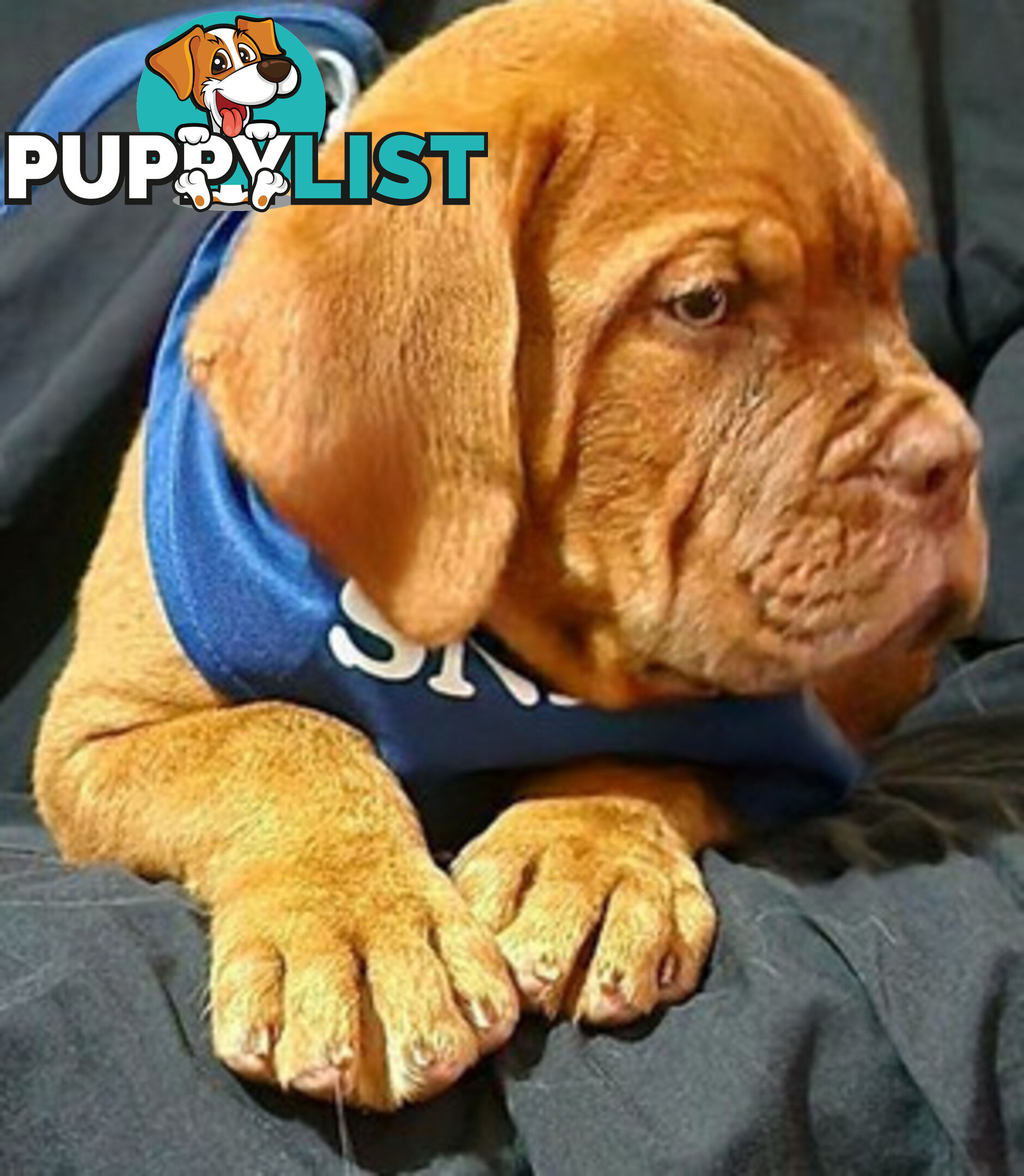 Dogue de Bordeaux puppies MALE AND FEMALE