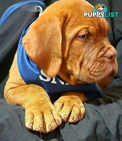 Dogue de Bordeaux puppies MALE AND FEMALE