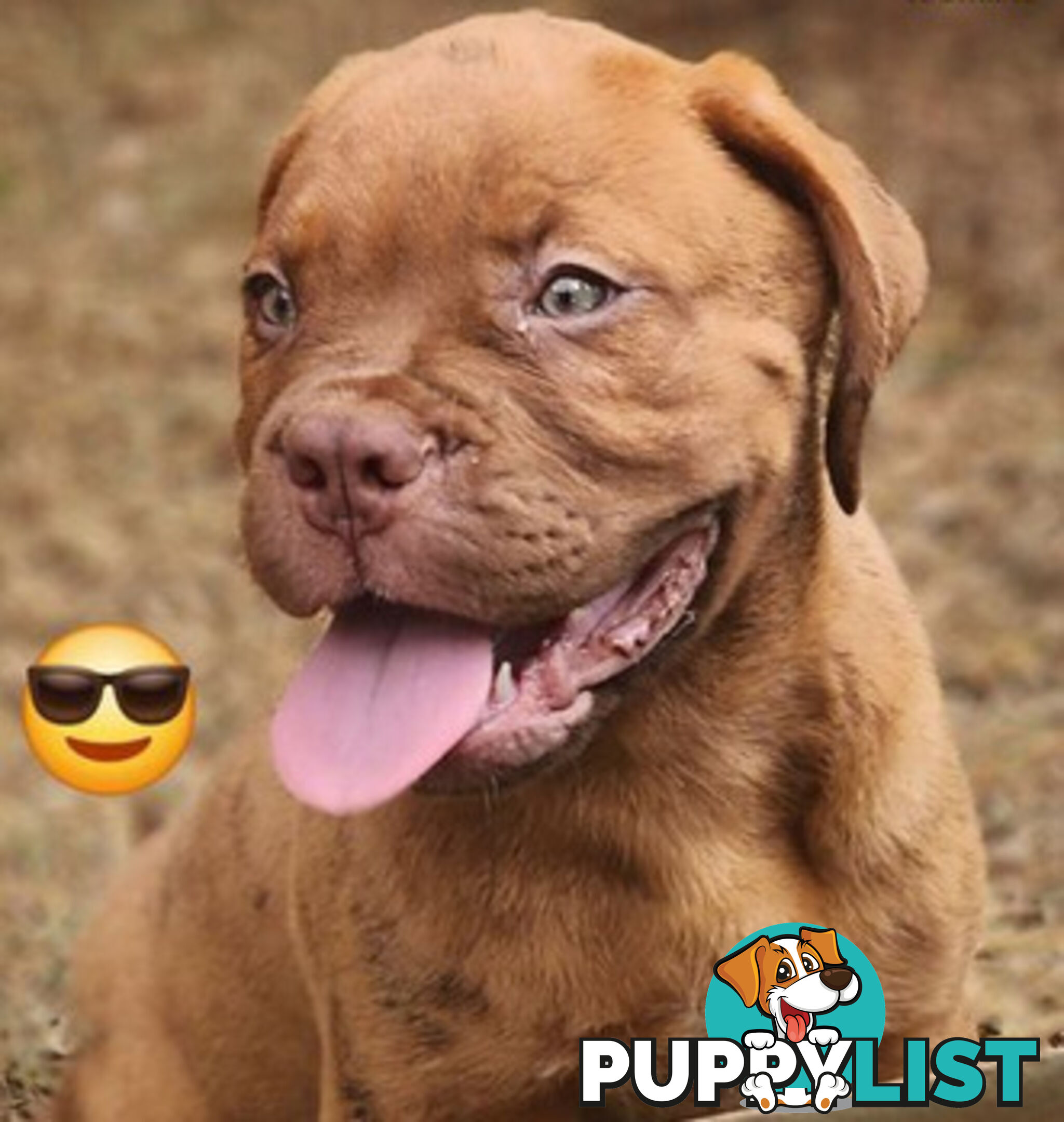 Dogue de Bordeaux puppies MALE AND FEMALE