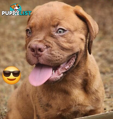 Dogue de Bordeaux puppies MALE AND FEMALE