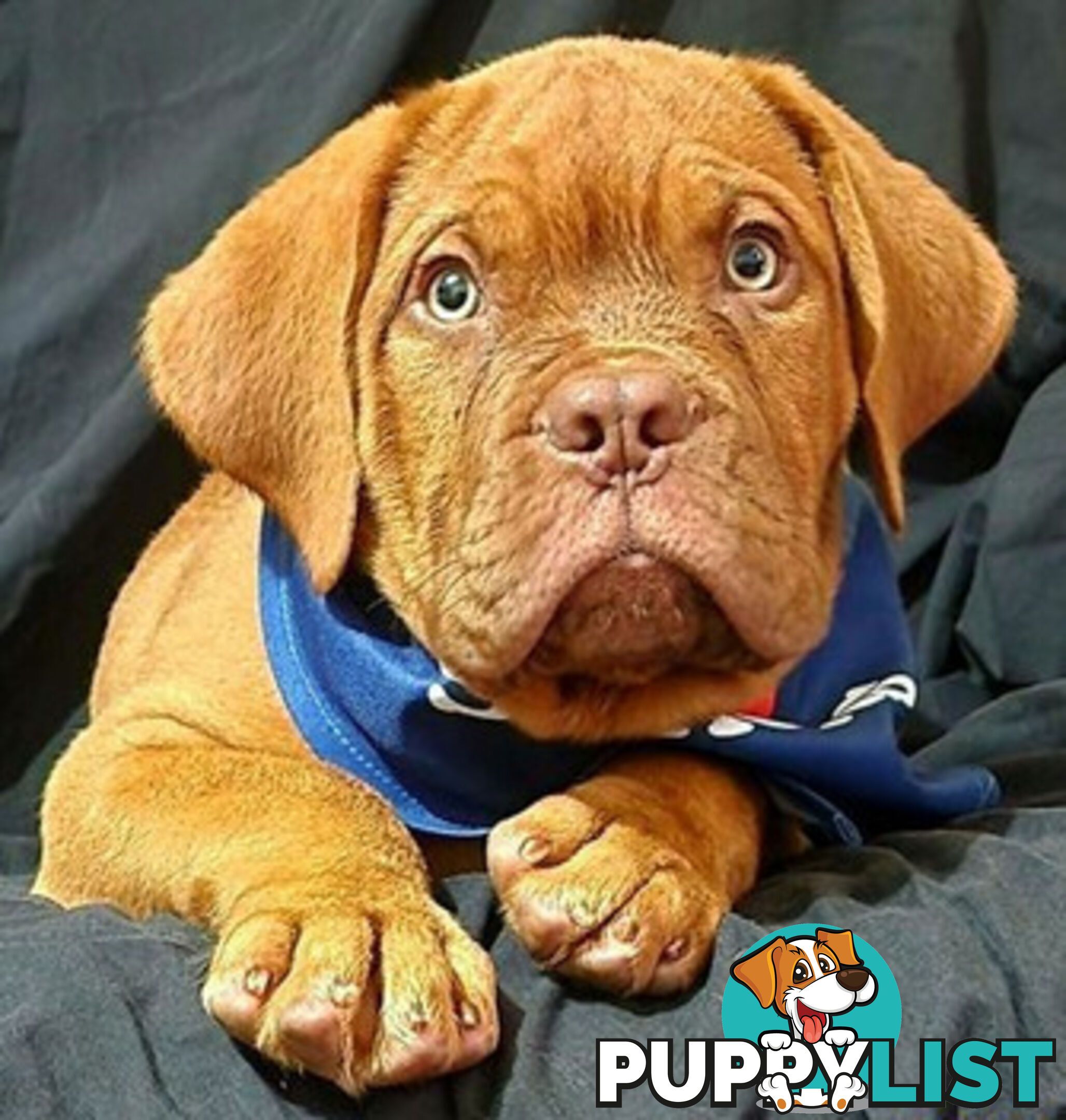 Dogue de Bordeaux puppies MALE AND FEMALE