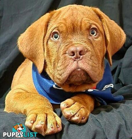 Dogue de Bordeaux puppies MALE AND FEMALE