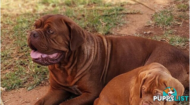 Dogue de Bordeaux puppies MALE AND FEMALE