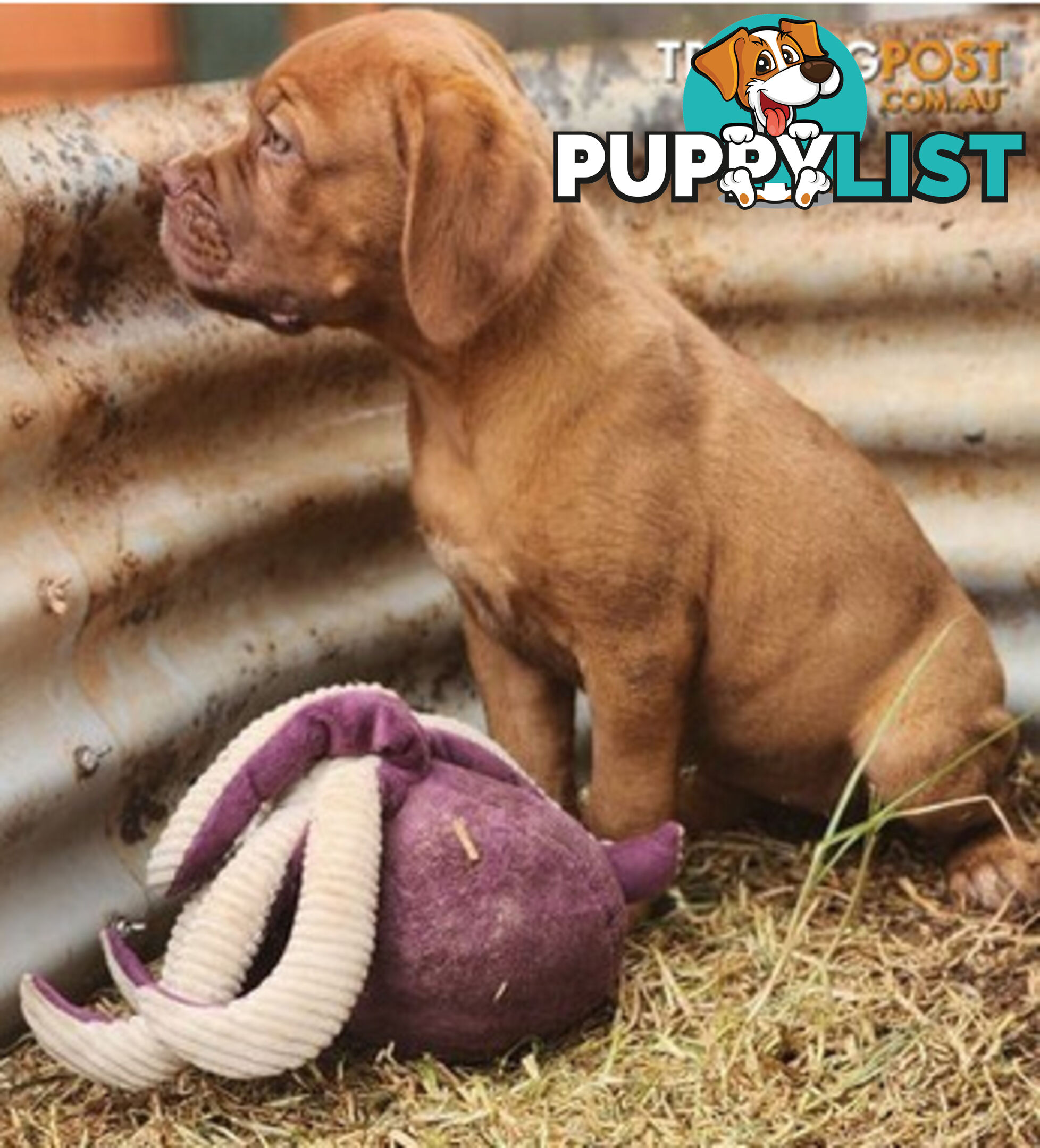 Dogue de Bordeaux puppies MALE AND FEMALE