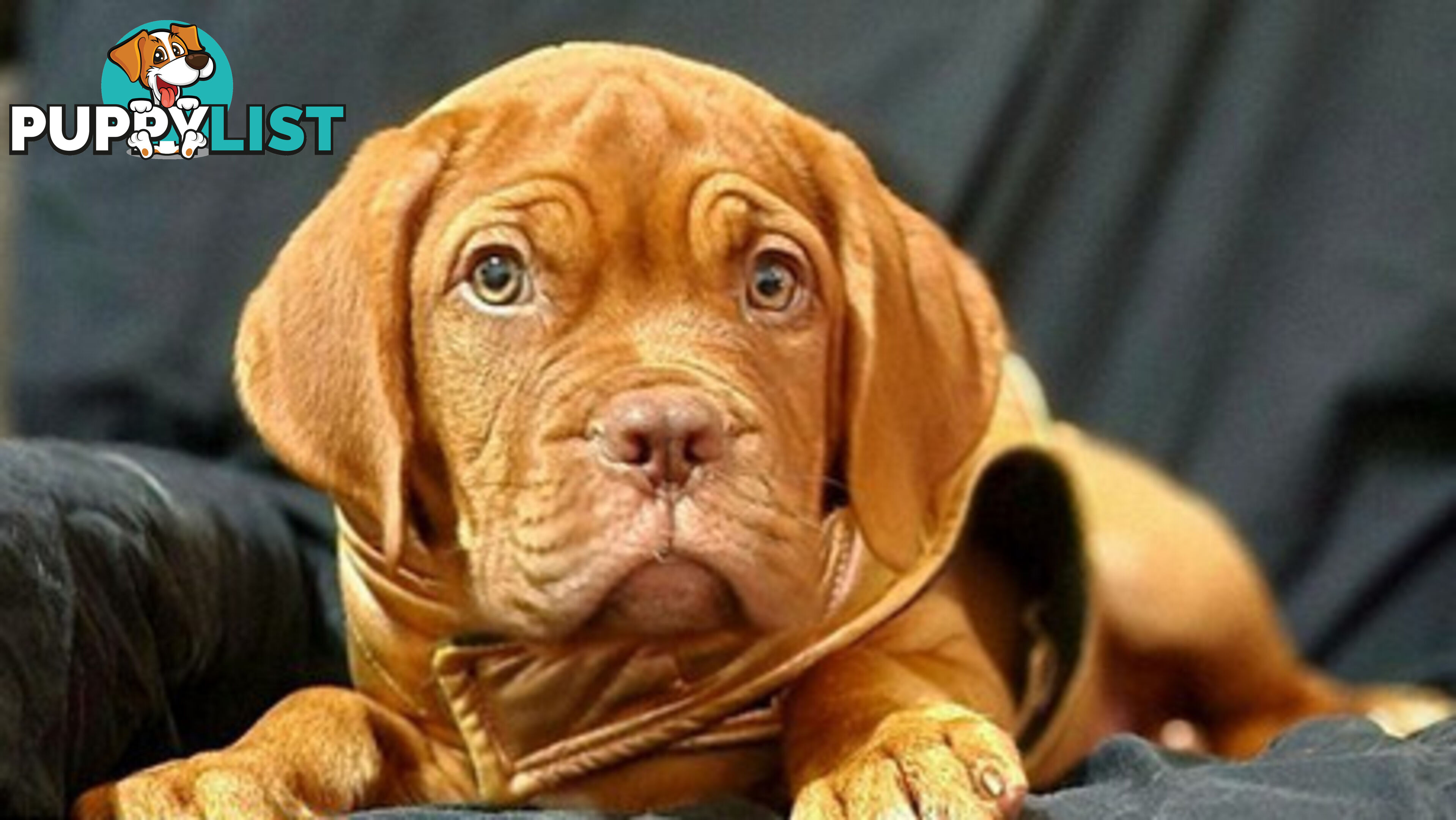 Dogue de Bordeaux puppies MALE AND FEMALE