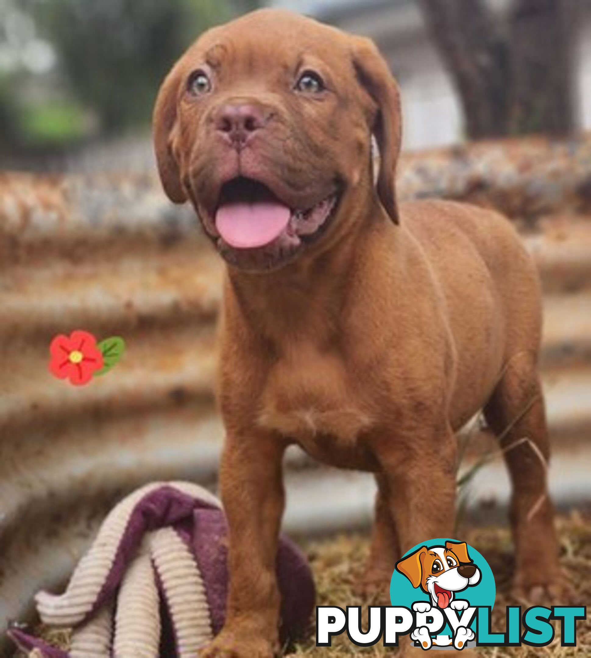 Dogue de Bordeaux puppies MALE AND FEMALE