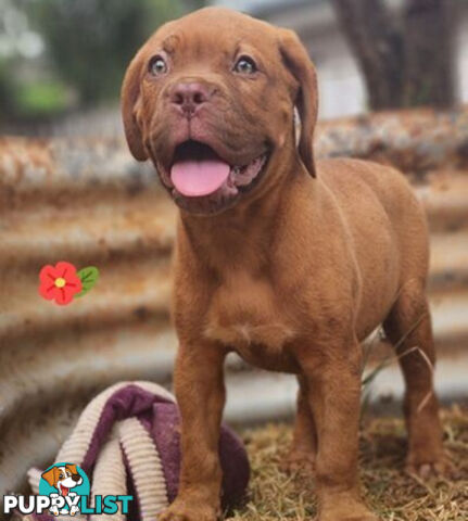 Dogue de Bordeaux puppies MALE AND FEMALE