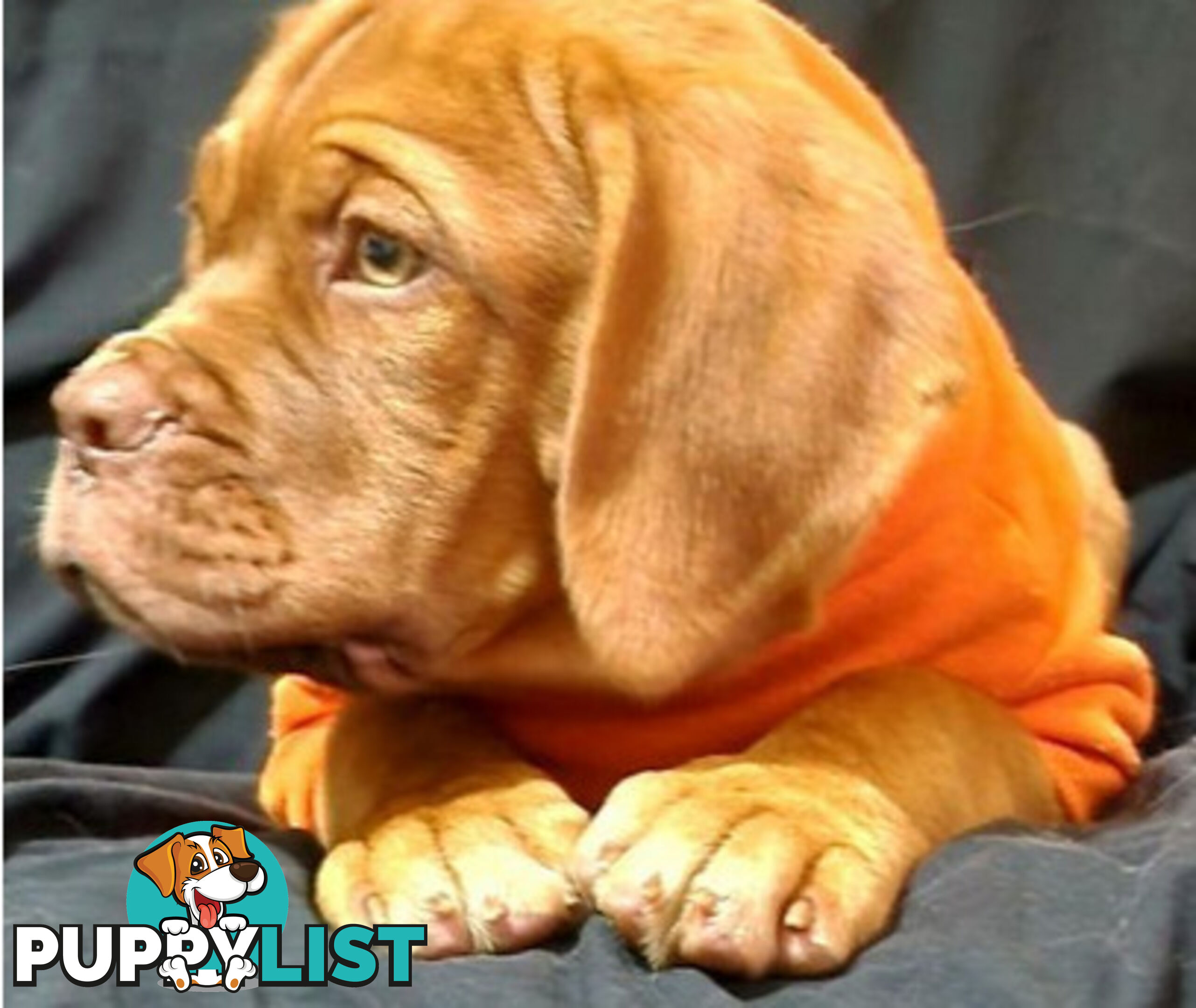 Dogue de Bordeaux puppies MALE AND FEMALE