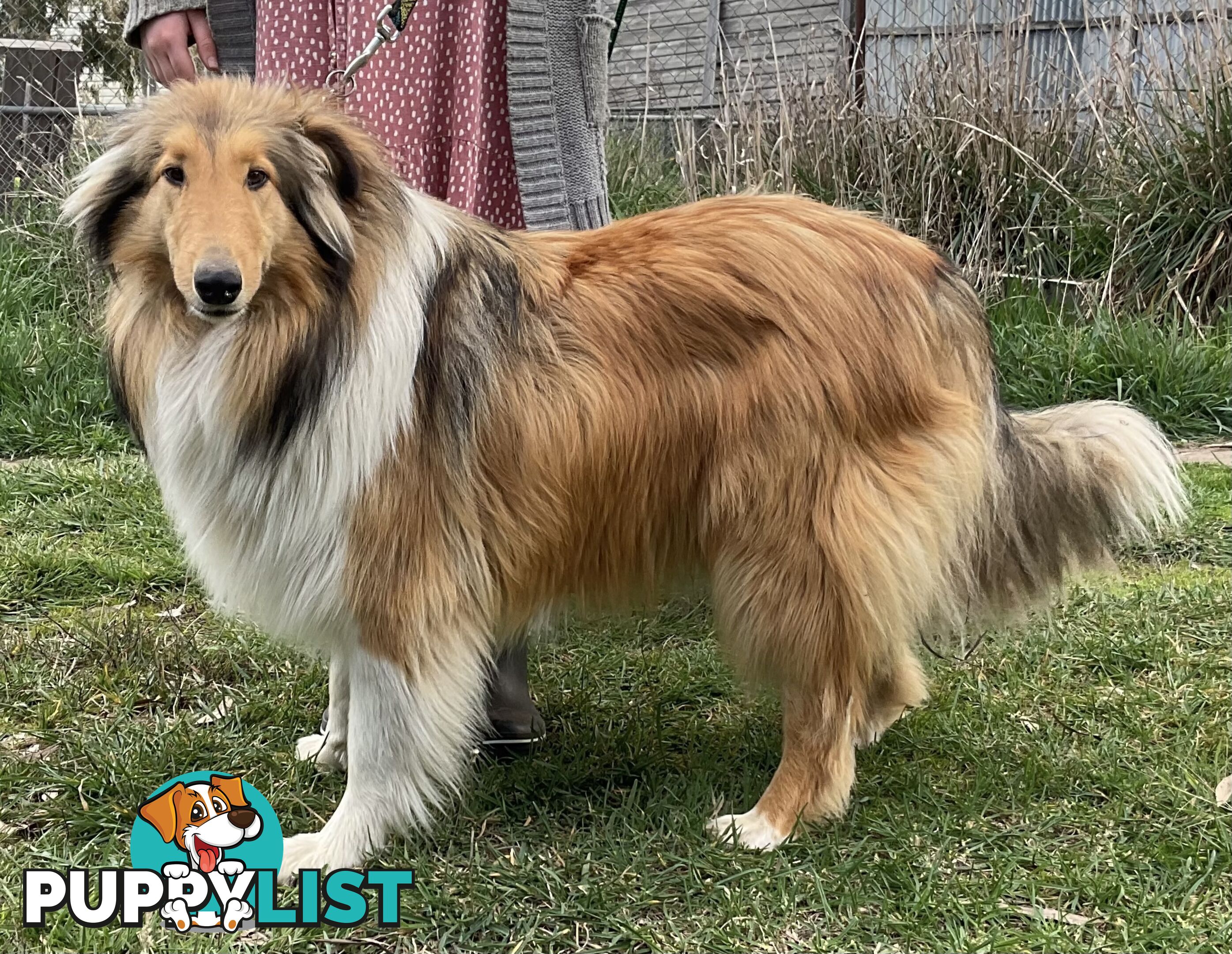 Sable and white collies (lassie)