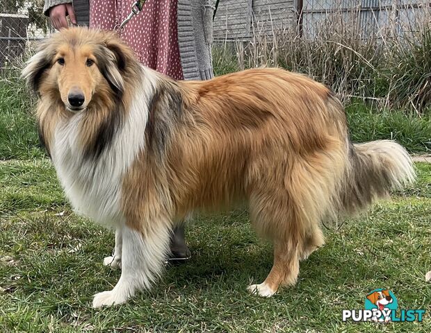 Sable and white collies (lassie)