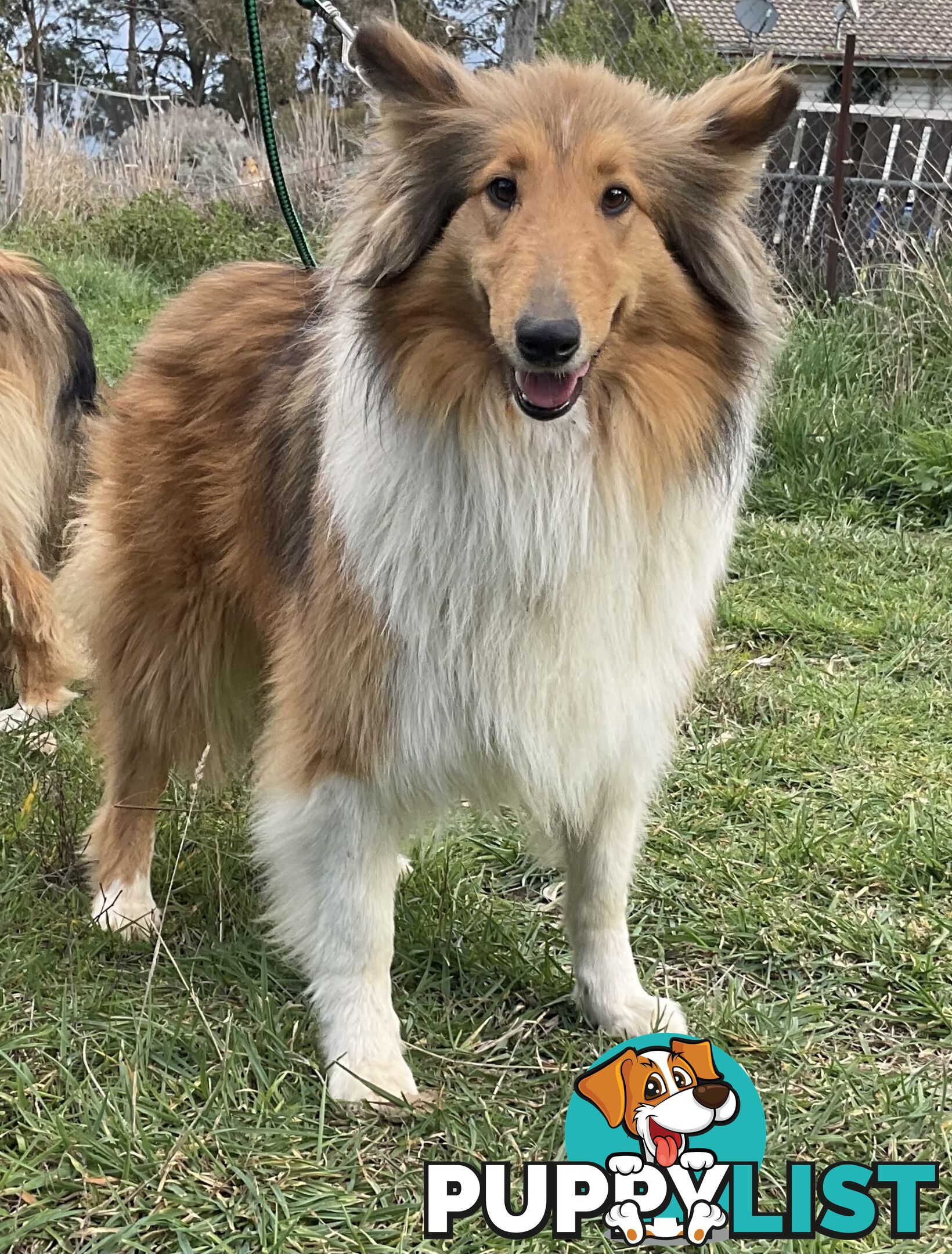 Sable and white collies (lassie)