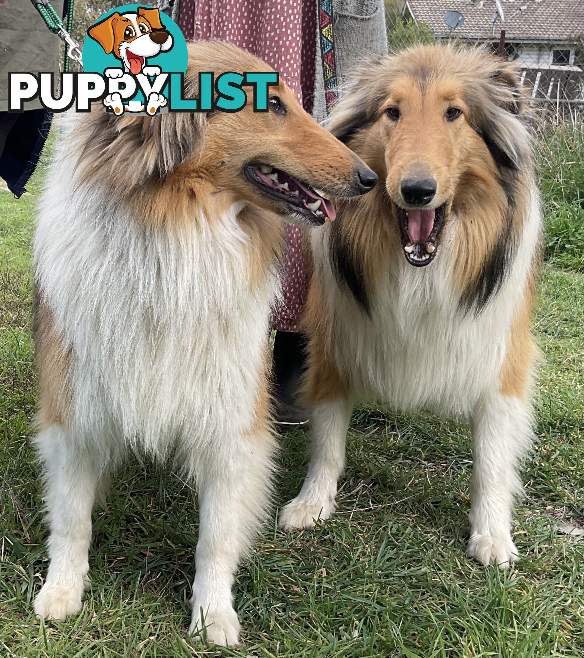 Sable and white collies (lassie)