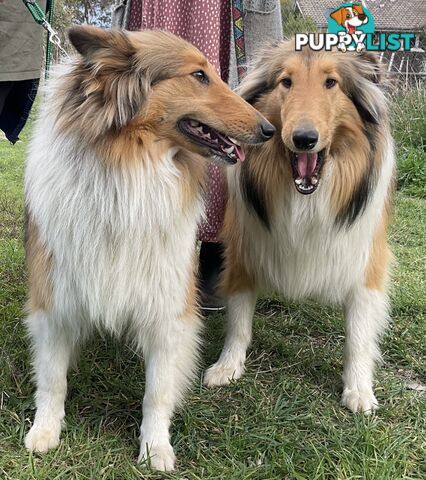 Sable and white collies (lassie)