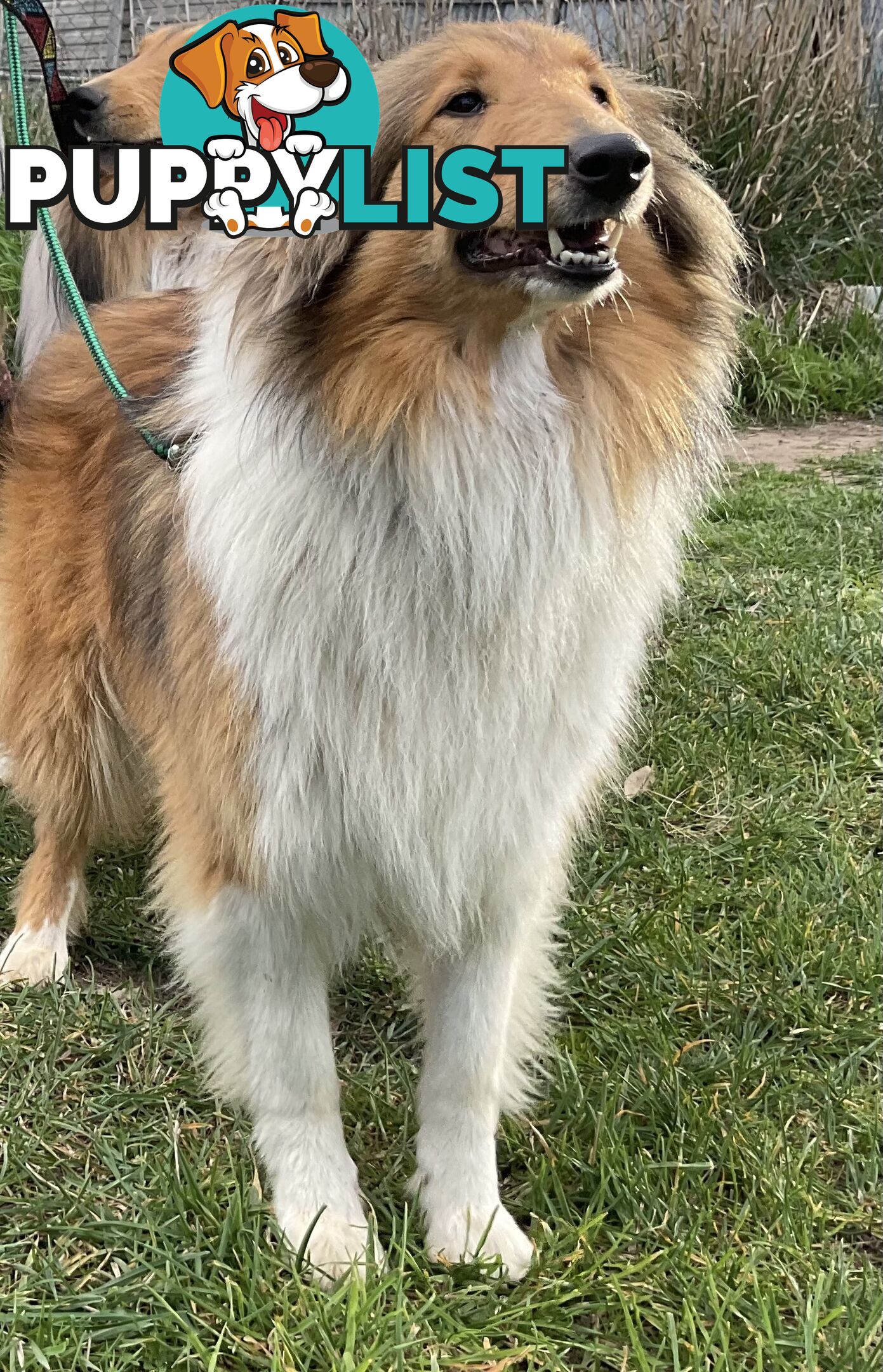 Sable and white collies (lassie)