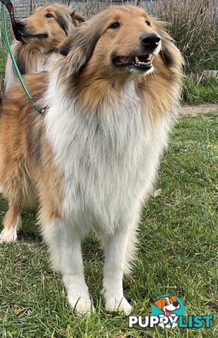 Sable and white collies (lassie)