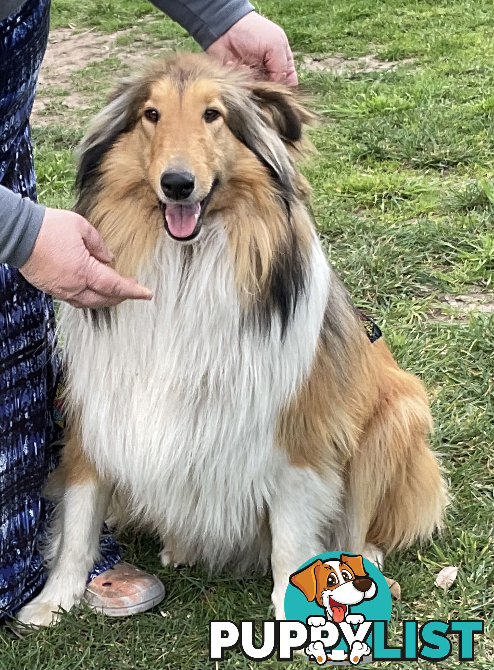 Sable and white collies (lassie)