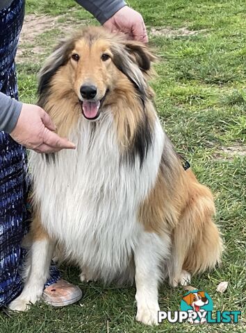 Sable and white collies (lassie)