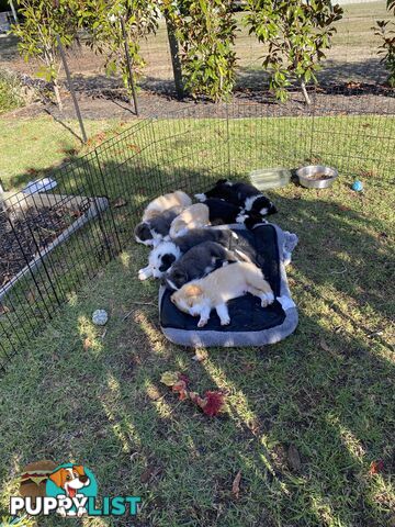 Pure bred Border Collie Puppies