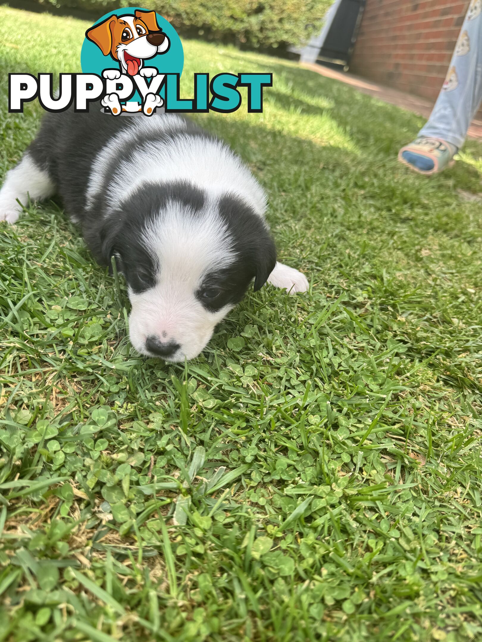 Adorable Border Collie Puppies Ready for Reservation!