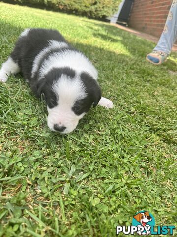 Adorable Border Collie Puppies Ready for Reservation!