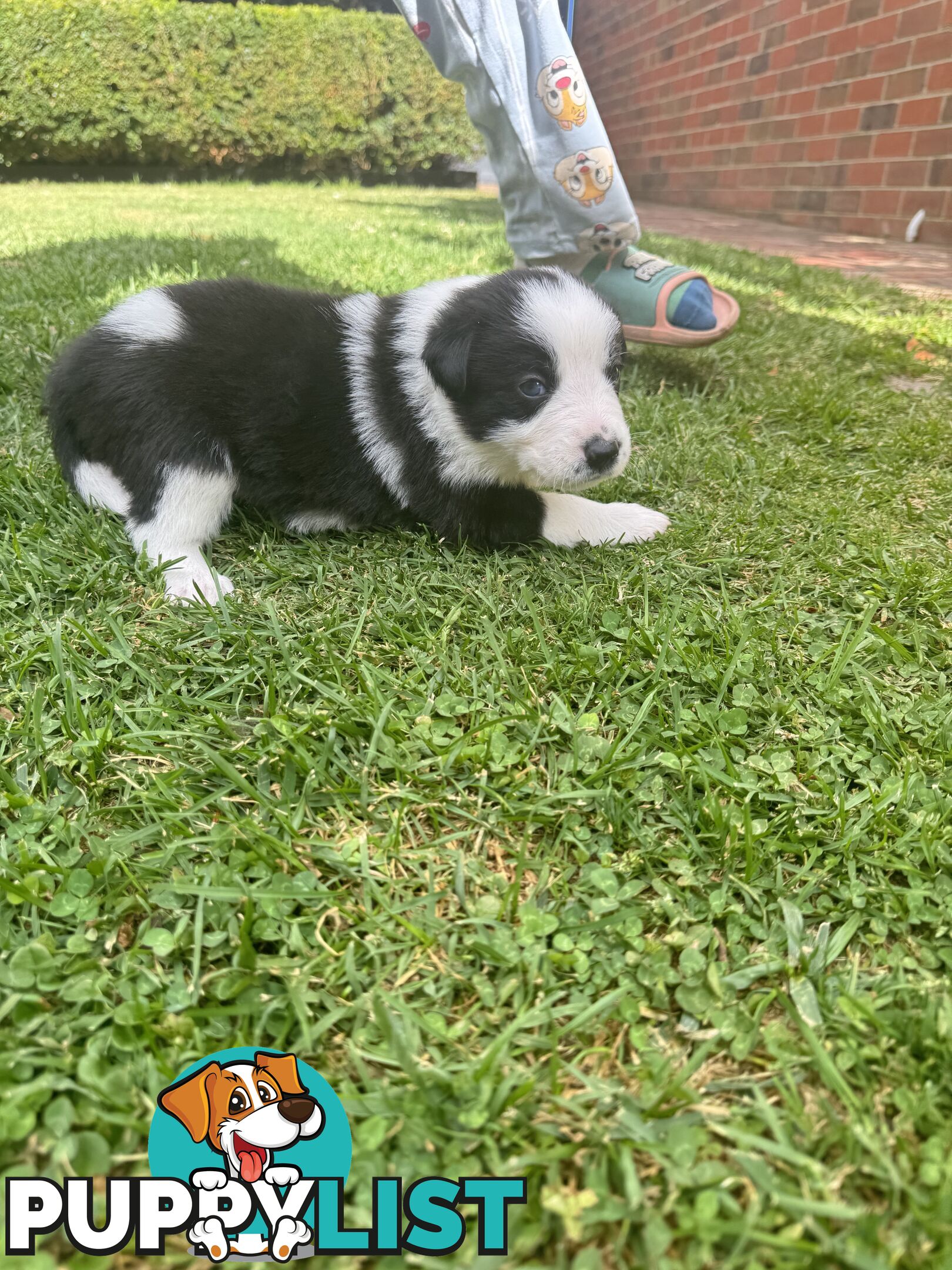 Adorable Border Collie Puppies Ready for Reservation!