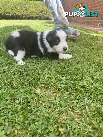 Adorable Border Collie Puppies Ready for Reservation!