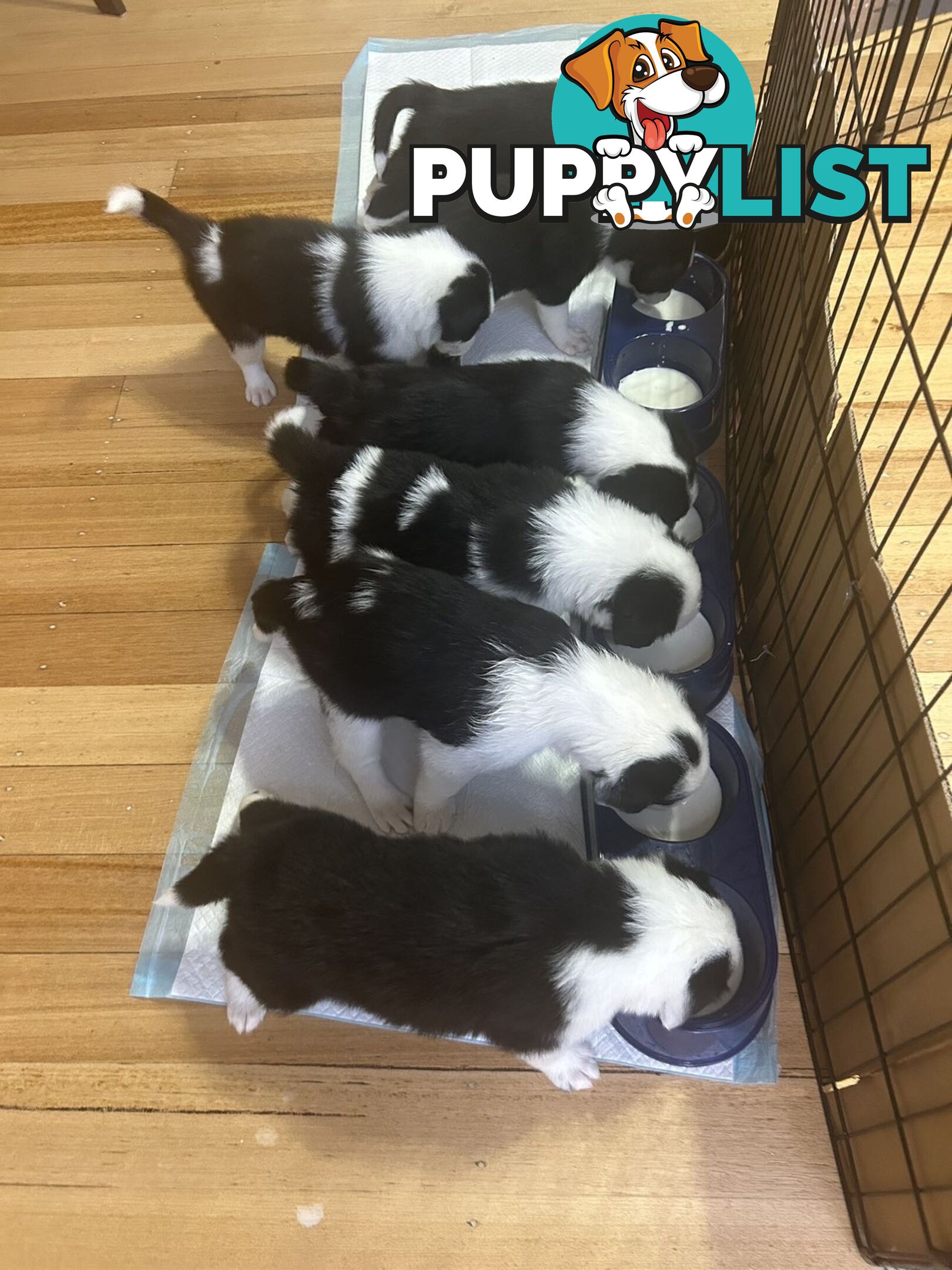 Adorable Border Collie Puppies Ready for Reservation!