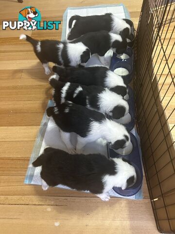 Adorable Border Collie Puppies Ready for Reservation!