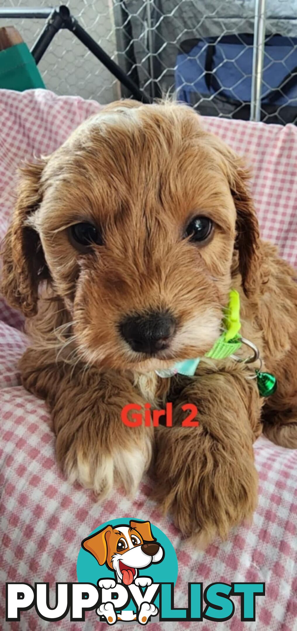 F1 Cavoodle